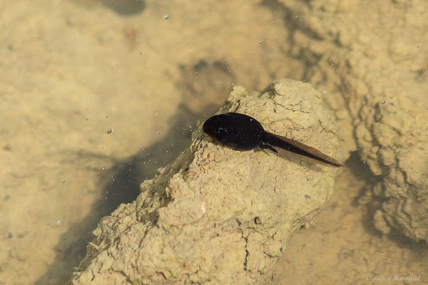 Crapaud calamite — Epidalea calamita (Laurenti, 1768)
