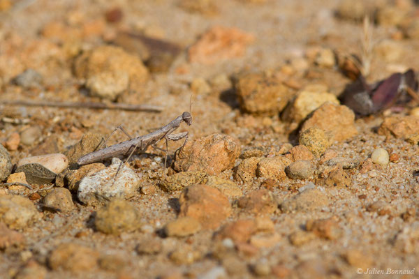 Mante terrestre — Geomantis larvoides Pantel, 1896, (Vila do Bispo, (Algarve), Portugal, le 31/08/2018)