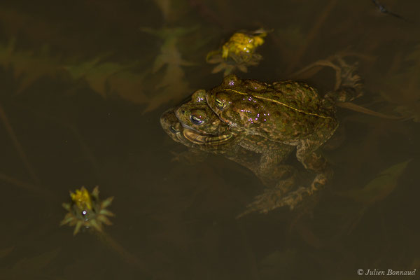 Crapaud calamite — Epidalea calamita (Laurenti, 1768)