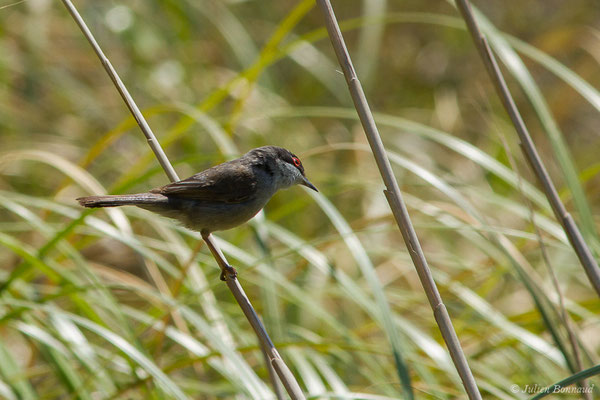 Fauvette mélanocéphale — Curruca melanocephala (Gmelin, JF, 1789), (mâle adulte) (Bidart (64), France, le 22/05/2019)