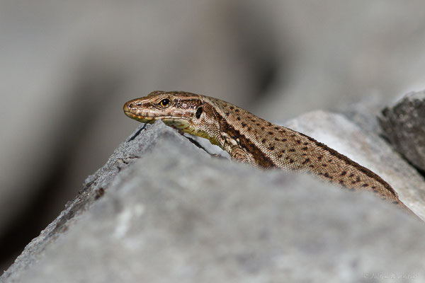 Lézard des murailles — Podarcis muralis (Laurenti, 1768), (Lescun (64), France, le 29/05/2023)