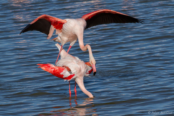 Flamant rose – Phoenicopterus roseus Pallas, 1811, (Parc ornithologique de Pont de Gau (13), France, le 20/02/2020)