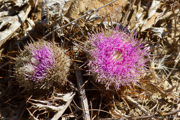 Carline à gomme, Atractyle à gomme — Carlina gummifera (L.) Less., 1832, (Tétouan (Tanger-Tétouan-Al Hoceïma), Maroc, le 27/09/2023)