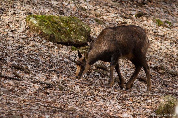 Isard – Rupicapra pyrenaica (Hermann, 1780), (Parc faunistique Lacuniacha, Huesca, Espagne, le 09/02/2020)