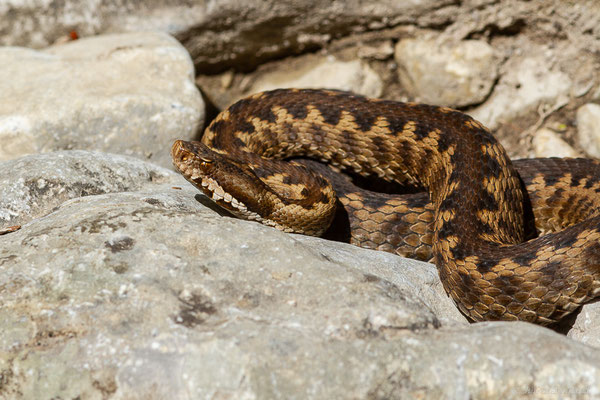 Vipère aspic de Zinniker – Vipera aspis zinnikeri (Kramer, 1958), (Urdos (64), France, le 07/05/2022)