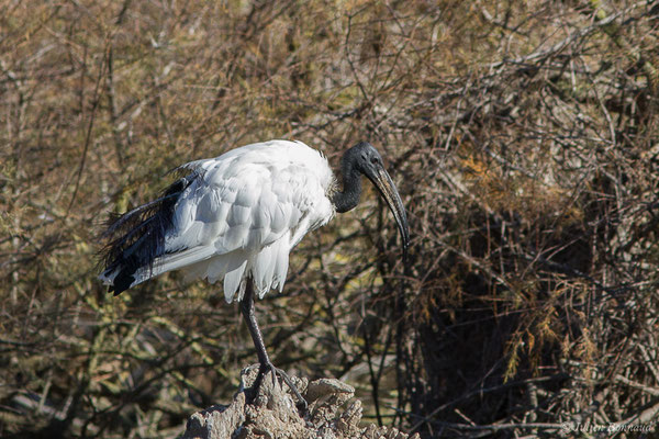 Ibis sacré — Threskiornis aethiopicus (Latham, 1790), (Parc ornithologique de Pont de Gau (13), France, le 20/02/2020)