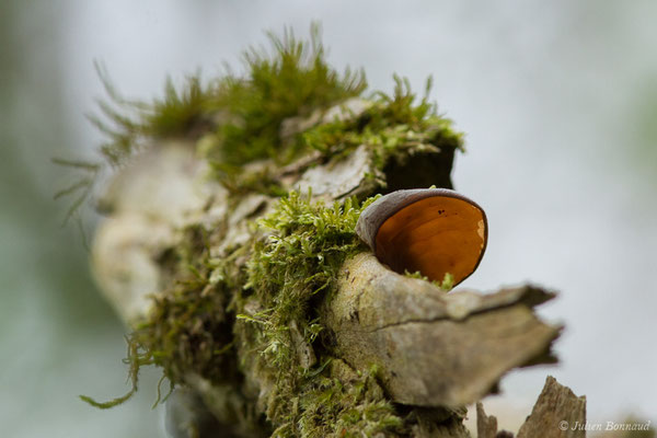 Oreille de Judas (Auricularia auricula-judae) (Bordes (64), France, le 10/04/2018)