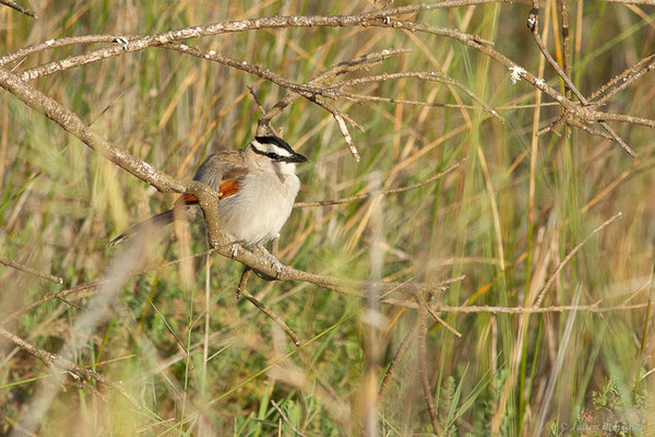 Tchagra à tête noire — Tchagra senegalus (Linnaeus, 1766), (Parc national de Souss-Massa, Sidi Binzarne, Maroc, le 02/02/2023)