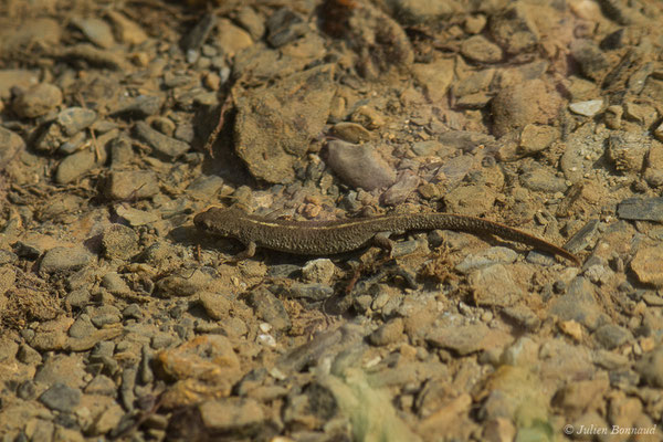 Calotriton des Pyrénées ou Euprocte des Pyrénées – Calotriton asper (Al. Dugès, 1852), (mâle adulte) (Col d'Aubisque, Béost (64), France, le 29/06/2019)