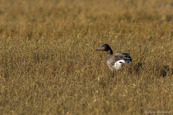 Bernache cravant — Branta bernicla (Linnaeus, 1758), (Baie de Saint-Brieuc, Hillion (22), France, le 24/11/2017)