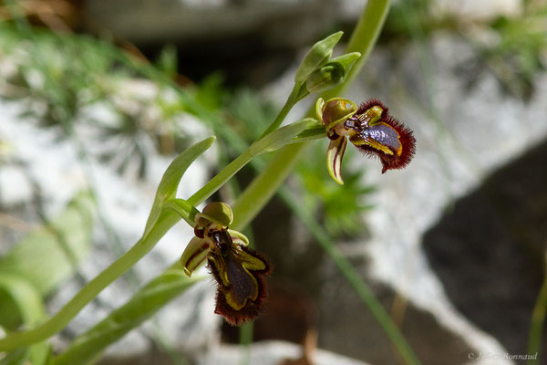 Ophrys miroir — Ophrys speculum Link, 1799, (Etsaut (64), France, le 12/04/2024)