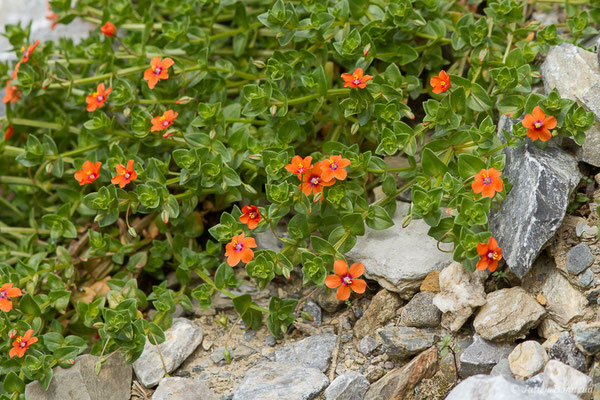 Mouron rouge — Lysimachia arvensis (L.) U.Manns & Anderb., 2009, (Etsaut (64), France, le 19/04/2021)