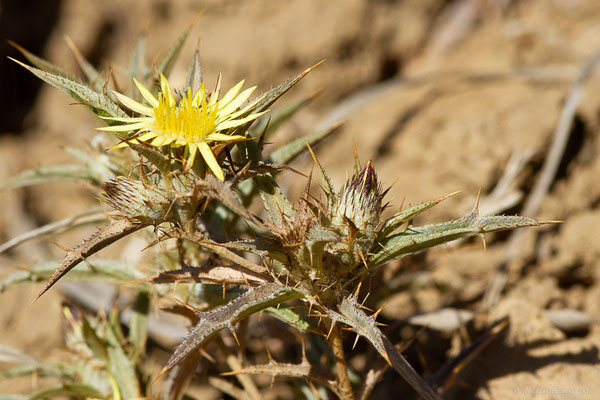 Carline en corymbe — Carlina corymbosa L., 1753, (Tétouan (Tanger-Tétouan-Al Hoceïma), Maroc, le 27/09/2023)v