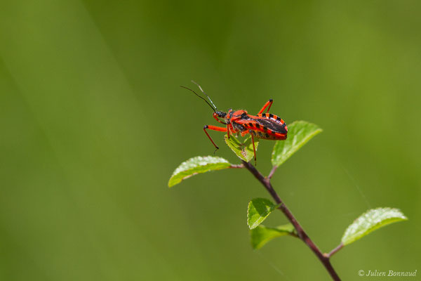 Réduve irascible — Rhynocoris iracundus (Poda, 1761), (Pihourc, Saint-Godens (31), France, le 26/06/2018)