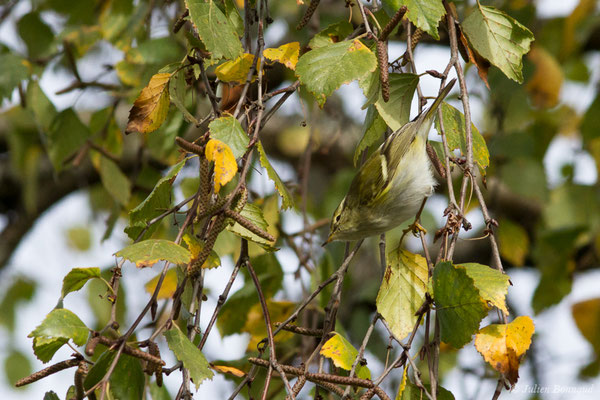 Pouillot à grands sourcils — Phylloscopus inornatus (Blyth, 1842), (Hélioparc, Pau (64), France, le 18/12/2018)