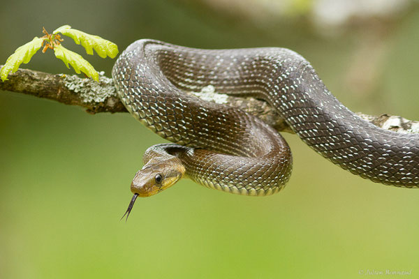 Couleuvre d'Esculape — Zamenis longissimus (Laurenti, 1768)