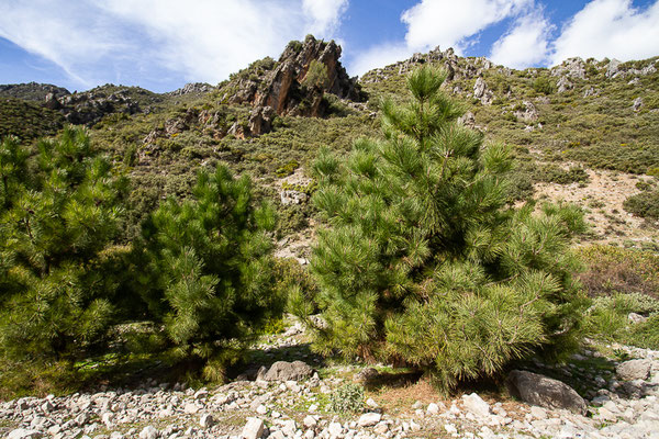 Pin d'Alep — Pinus halepensis Mill., 1768, (Chefchaouen (Tanger-Tétouan-Al Hoceïma), Maroc, le 24/02/2023)