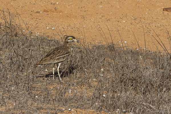 Œdicnème criard — Burhinus oedicnemus insularum (Sassi, 1908), (La Matilla, Fuerteventura, (Iles Canaries, Espagne), le 16/02/2022)