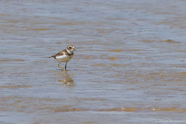 Gravelot semipalmé – Charadrius semipalmatus Bonaparte, 1825, (adulte, plumage internuptial) (Route des plages, Remire-Montjoly, Guyane, le 29/03/2017)
