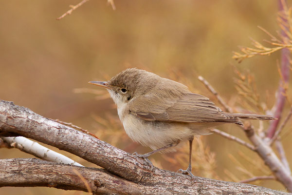 Hypolaïs obscure — Iduna opaca (Cabanis, 1850), (Msseyed (Guelmim-Oued Noun), Maroc, le 29/03/2024)
