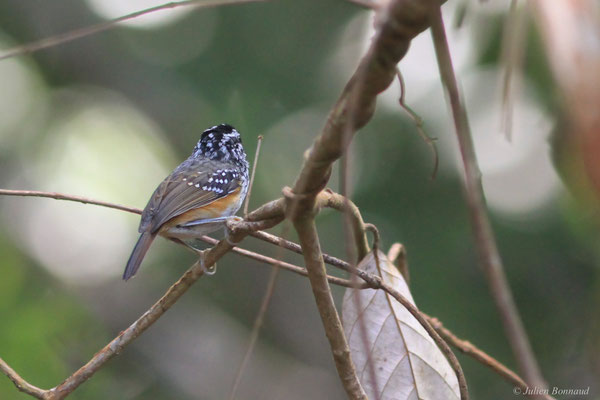 Alapi carillonneur — Hypocnemis cantator (Boddaert, 1783), (Le Gallion, Montsinéry-Tonnegrande, Guyane, le 07/06/2014)