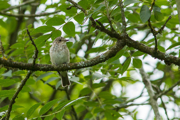 Gobemouche gris — Muscicapa striata (Pallas, 1764), (Saint-Faust (64), France, le 17/07/2019)
