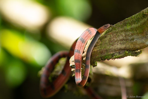 Siphlophide à tête orangée — Siphlophis compressus (Daudin, 1803), (mine d'or Dorlin, Maripassoula, Guyane, le 24/05/2017)