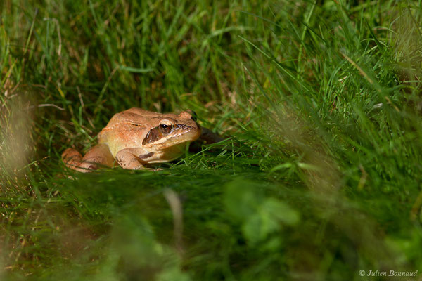 Grenouille agile — Rana dalmatina Fitzinger in Bonaparte, 1838