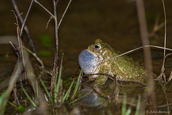 Crapaud calamite — Epidalea calamita (Laurenti, 1768)