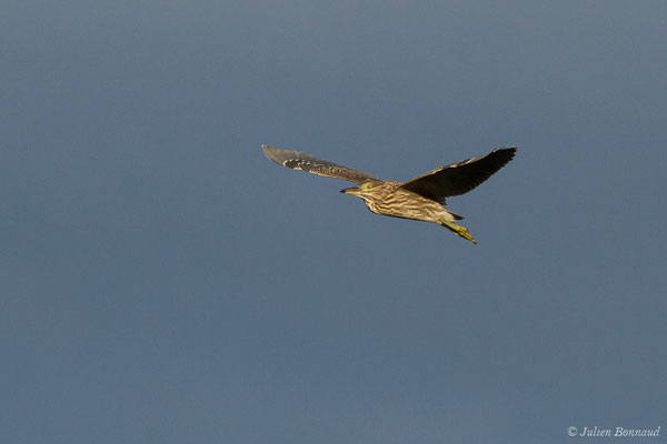 Bihoreau gris — Nycticorax nycticorax (Linnaeus, 1758)