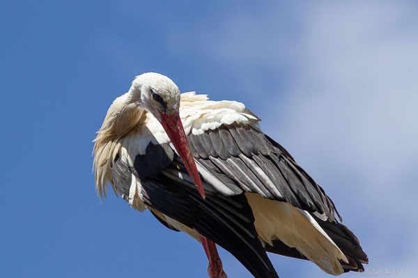 Cigogne blanche — Ciconia ciconia (Linnaeus, 1758), ((Castille-et-León), Espagne, le 06/07/2022)
