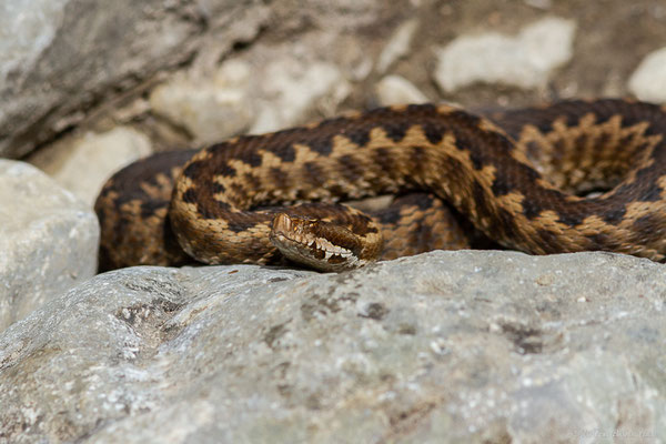 Vipère aspic de Zinniker – Vipera aspis zinnikeri (Kramer, 1958), (Urdos (64), France, le 07/05/2022)