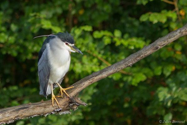 Bihoreau gris — Nycticorax nycticorax (Linnaeus, 1758)