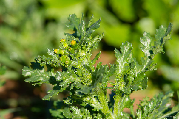 Séneçon commun — Senecio vulgaris L., 1753