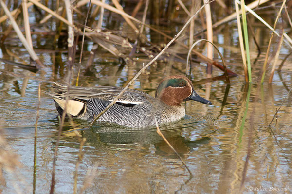 Sarcelle d'hiver — Anas crecca Linnaeus, 1758, (Parc nature du Plan, La Garde (83), France, le 01/02/2021)