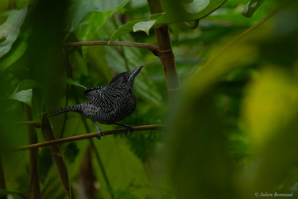 Batara fascié — Cymbilaimus lineatus (Leach, 1814), (Concession « Dorlin », Maripassoula, Guyane, le 25/05/2017)