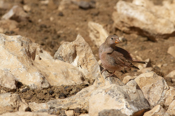 Roselin githagine — Bucanetes githagineus (Lichtenstein, 1823), (Tindaya, Fuerteventura, (Iles Canaries, Espagne), le 13/02/2022)