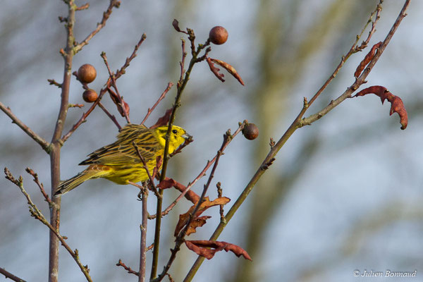 Bruant jaune — Emberiza citrinella Linnaeus, 1758, (Malguénac (56), France, le 20/02/2017)