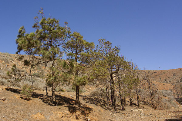 Pin des Canaries — Pinus canariensis C.Sm. ex DC., 1825, (Betancuria, Fuerteventura, (Iles Canaries, Espagne), le 17/02/2022)