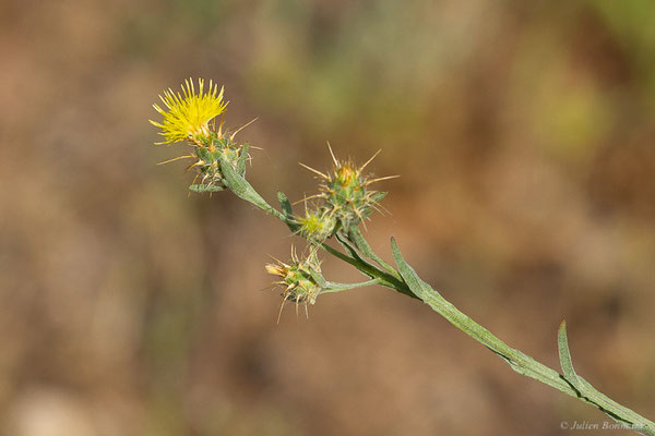 Centaurée de Malte — Centaurea melitensis L., 1753