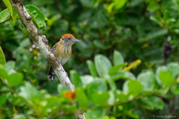 Batara huppé — Sakesphorus canadensis (Linnaeus, 1766), (femelle adulte), (Centre Spatial Guyanais, Kourou, Guyane, le 17/02/2017)