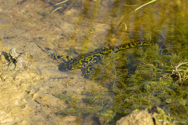 Triton marbré — Triturus marmoratus (Latreille, 1800)