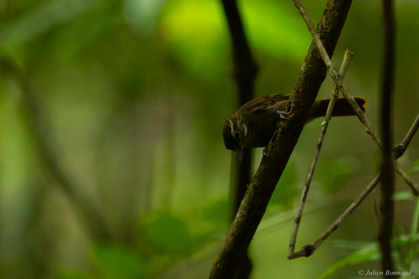 Sittine brune — Xenops minutus (Sparrman, 1788)