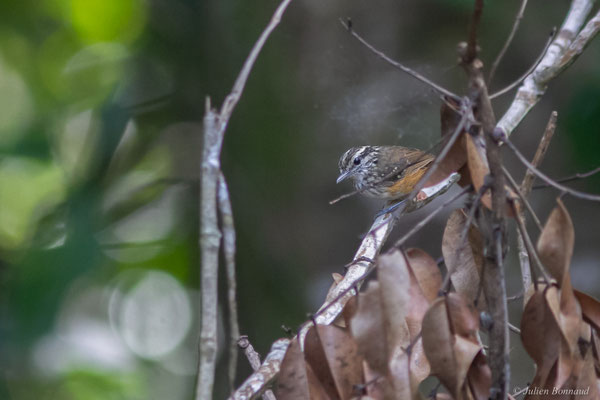 Alapi carillonneur — Hypocnemis cantator (Boddaert, 1783), (Le Gallion, Montsinéry-Tonnegrande, Guyane, le 07/06/2014)