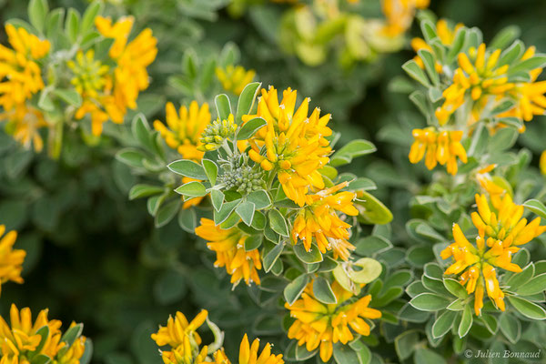 Luzerne en arbre — Medicago arborea L., 1753, (Six-Fours-les-Plages (83), France, le 02/02/2021)