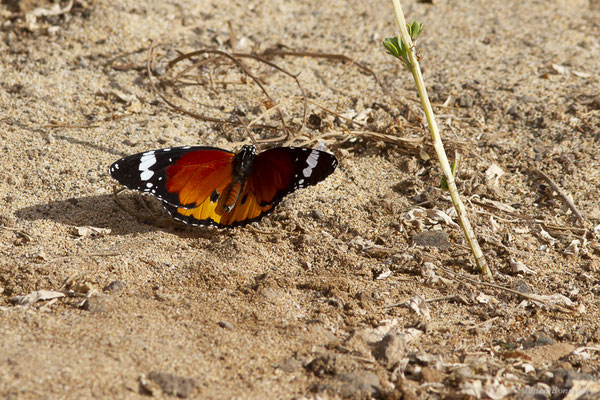 Petit Monarque — Danaus chrysippus (Linnaeus, 1758), (Esquinzo, Fuerteventura, (Iles Canaries, Espagne), le 14/02/2022)