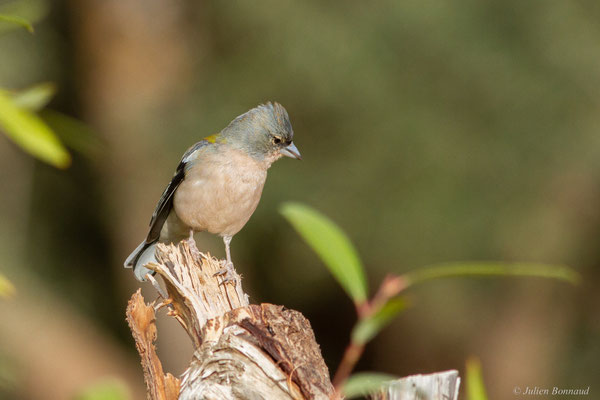 Pinson africain — Fringilla spodiogenys (Bonaparte, 1841), (mâle adulte), (Ouzoud (Béni Mellal-Khénifra), Maroc, le 20/02/2023)