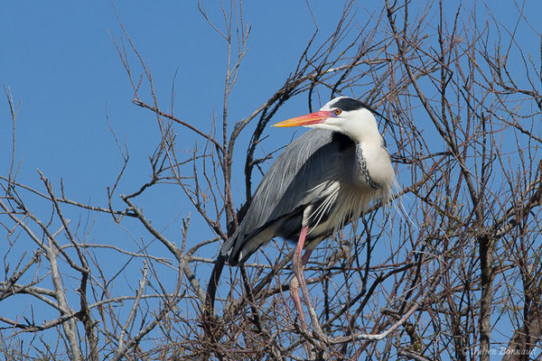 Héron cendré — Ardea cinerea Linnaeus, 1758, (Parc ornithologique de Pont de Gau (13), France, le 20/02/2020)