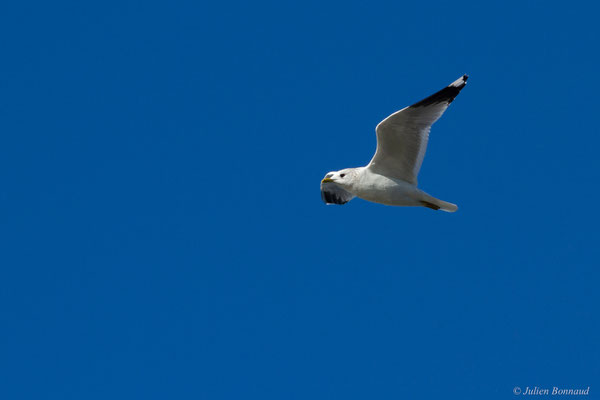 Goéland cendré — Larus canus Linnaeus, 1758, (Hillion, Baie de Saint-Brieuc (22), France, le 11/01/2018)