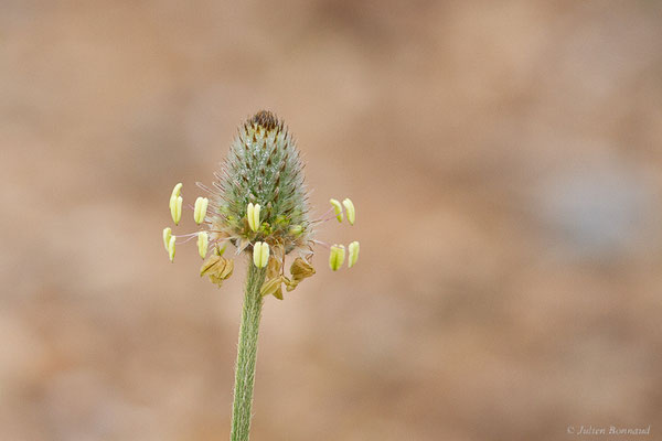 Plantain pied-de-lièvre — Plantago lagopus L., 1753, (Casablanca (Casablanca-Settat), Maroc, le 23/03/2024)